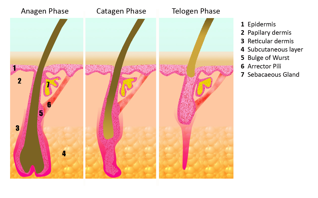 Hair Growth Cycle (A2) | Fleming Laser